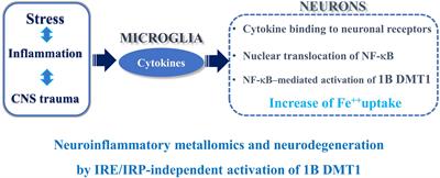 DMT1 Expression and Iron Levels at the Crossroads Between Aging and Neurodegeneration